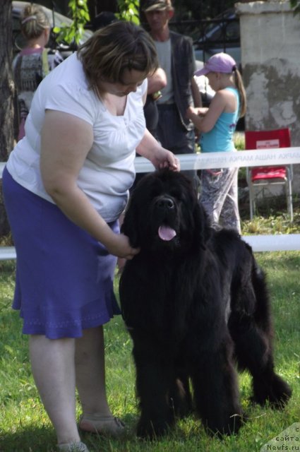 Фото: ньюфаундленд Undercover Angel Nuo Ozo Kalvu