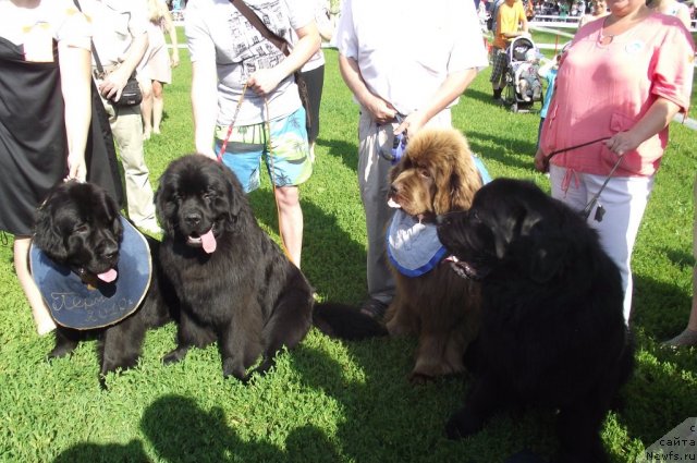 Фото: ньюфаундленд Undercover Angel Nuo Ozo Kalvu, ньюфаундленд Арье Черная Сенсация Пармы, ньюфаундленд Командор из Медвежьего Яра