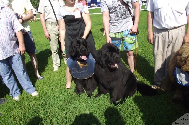 Фото: ньюфаундленд Undercover Angel Nuo Ozo Kalvu, ньюфаундленд Арье Черная Сенсация Пармы