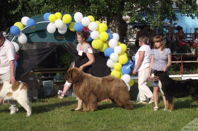 Фото: ньюфаундленд Командор из Медвежьего Яра