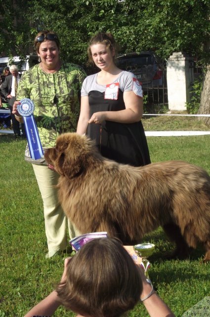 Фото: ньюфаундленд Командор из Медвежьего Яра