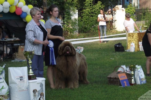 Фото: ньюфаундленд Командор из Медвежьего Яра