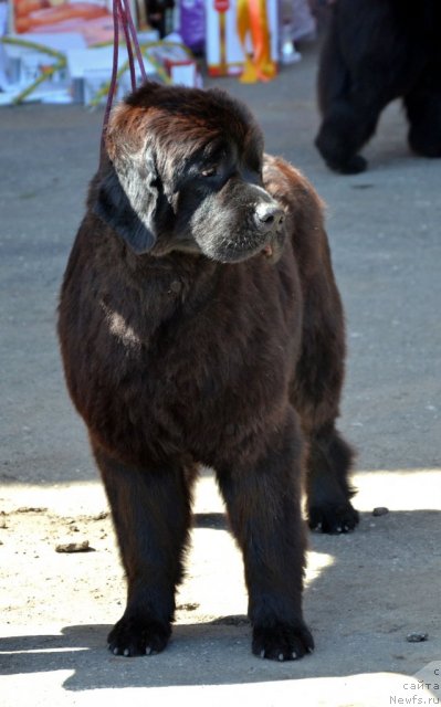 Фотография № 100288