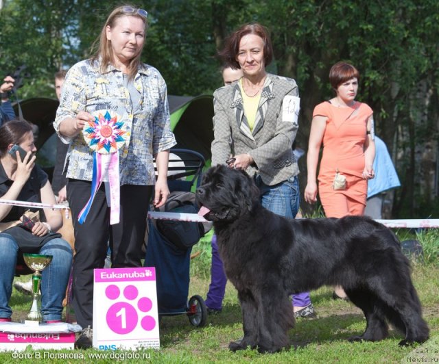 Фото: ньюфаундленд Бегущая по Волнам Зефирин Друэн (Beguschaya po Volnam Zephirine Drouhin)