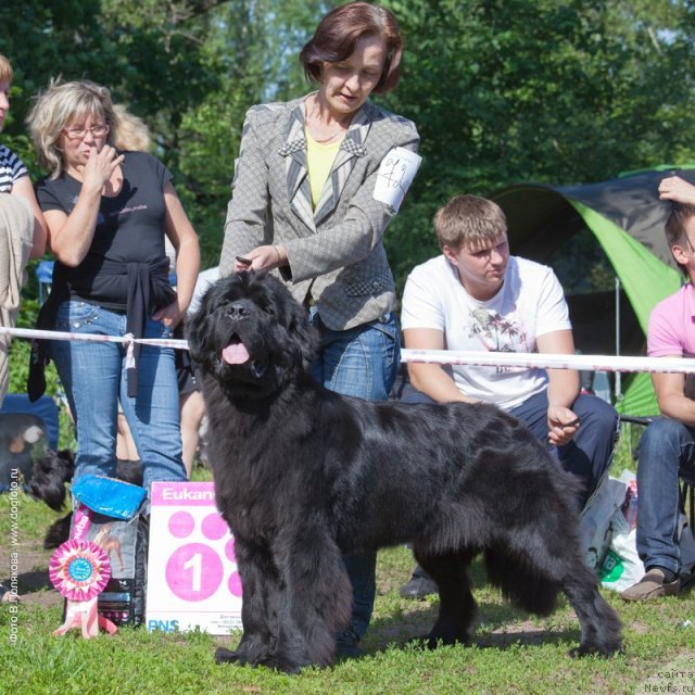Фото: ньюфаундленд Бегущая по Волнам Зефирин Друэн (Beguschaya po Volnam Zephirine Drouhin)