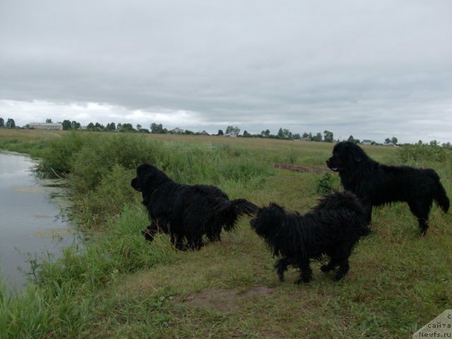 Фото: Фрося, ньюфаундленд Барышня, ньюфаундленд Кайден Плейфул (Kaiden Playful)