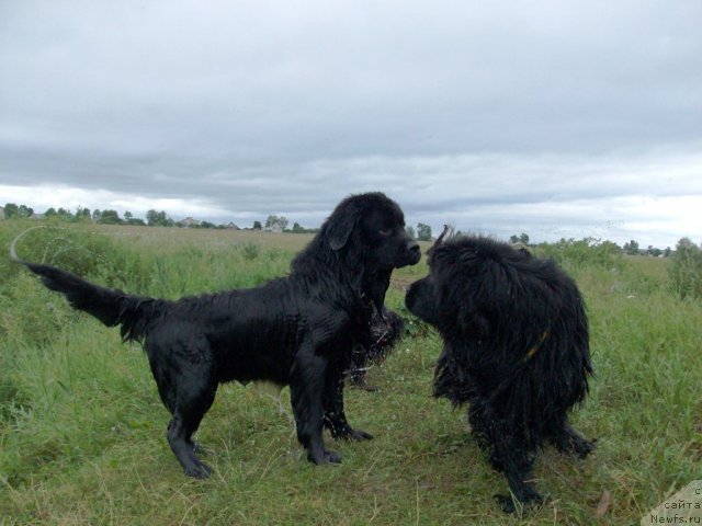 Фото: ньюфаундленд Кайден Плейфул (Kaiden Playful), ньюфаундленд Барышня