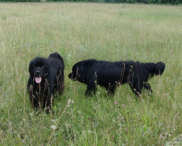Фото: ньюфаундленд Барышня, ньюфаундленд Кайден Плейфул (Kaiden Playful)