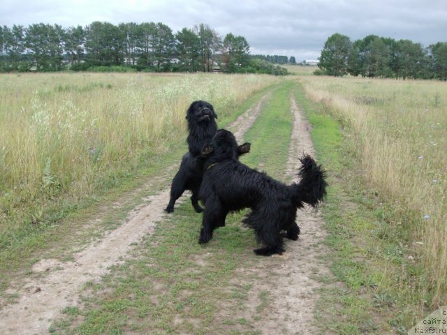 Фото: ньюфаундленд Кайден Плейфул (Kaiden Playful), ньюфаундленд Барышня