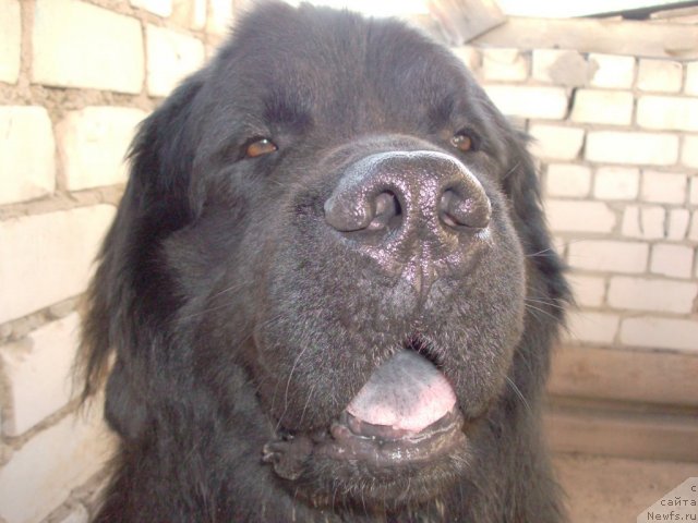 Фото: ньюфаундленд Кайден Плейфул (Kaiden Playful)