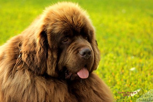 Фотография № 100305