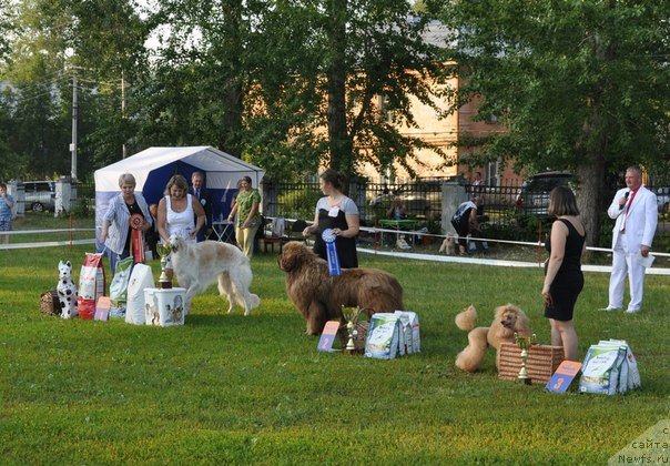 Фото: ньюфаундленд Командор из Медвежьего Яра, Екатерина Плотникова