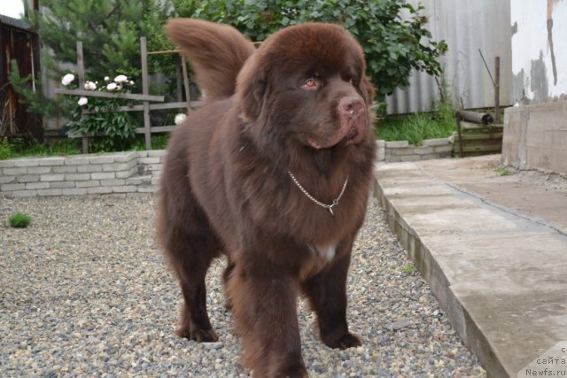Фото: ньюфаундленд Акватория Келвин Риверданс (Aquatoriya Kelvin Riverdance)