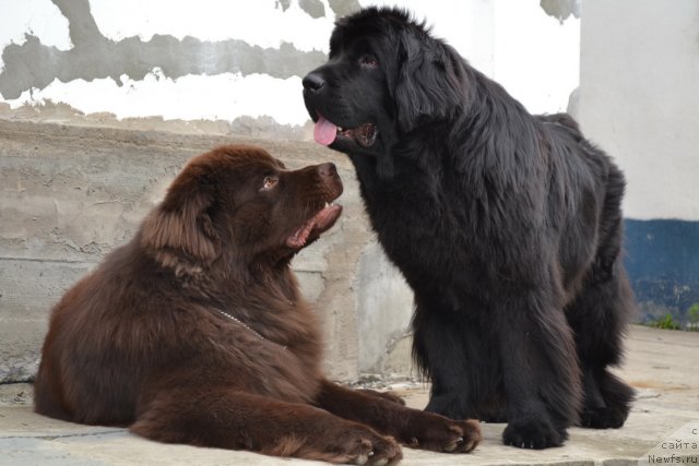 Фото: ньюфаундленд Акватория Келвин Риверданс (Aquatoriya Kelvin Riverdance), ньюфаундленд I'm Little Princess Midnight Bear