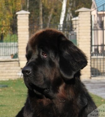 Фото: ньюфаундленд Красотка Даниель Гранд Бэби