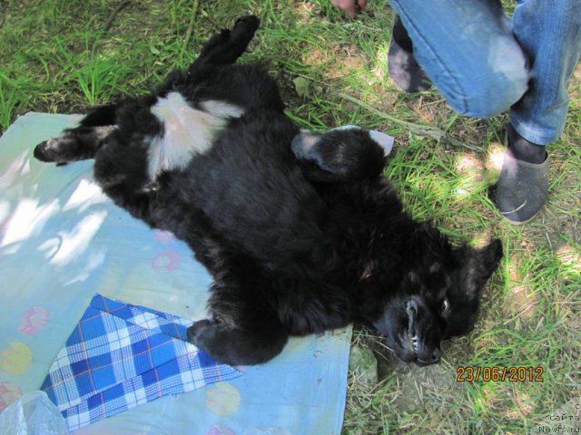 Фото: ньюфаундленд Бегущая по Волнам Целуй Меня Крепче