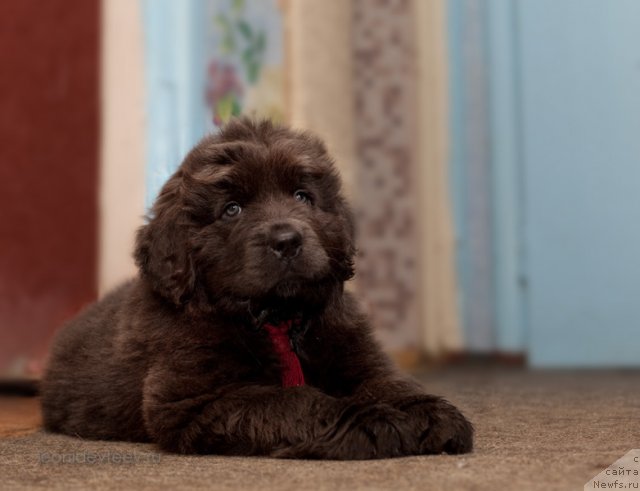 Фото: ньюфаундленд Мелти Вейв Марин Тифея (Melty Wave Marine Tifeya)