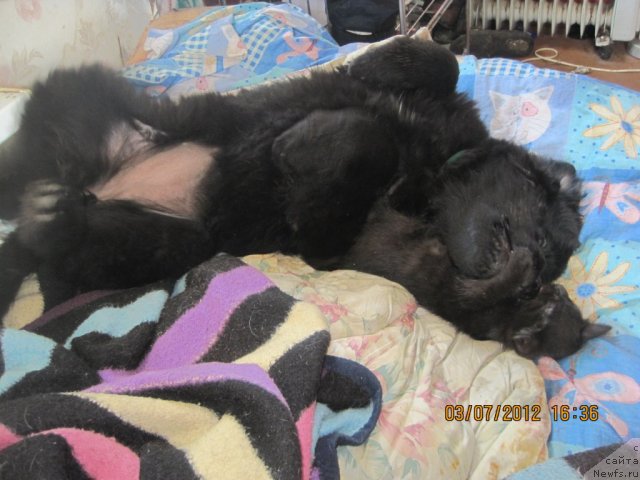 Фото: ньюфаундленд Ньюфорт Тайм'с Голд Алекса