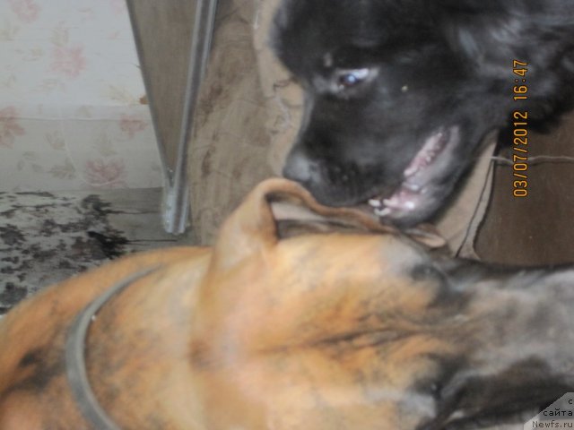 Фото: ньюфаундленд Ньюфорт Тайм'с Голд Алекса