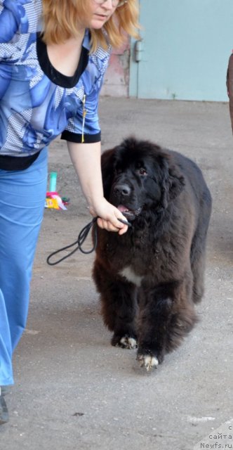 Фотография № 100347