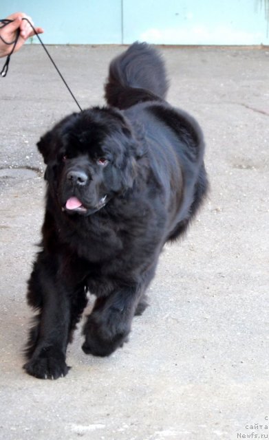 Фотография № 100350