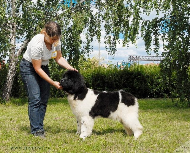 Фото: ньюфаундленд Callistos Resolution