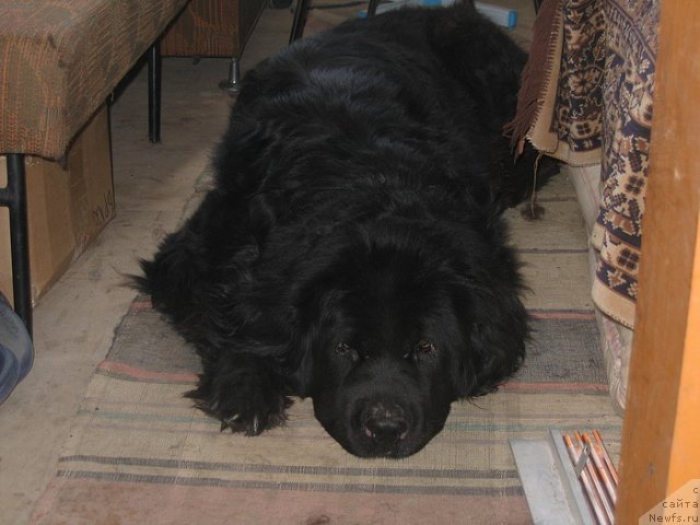 Фотография № 100371