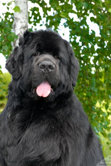 Фото: ньюфаундленд Сент Джонс Ричард Блек Голд (Sent Djons Richard Black Gold)