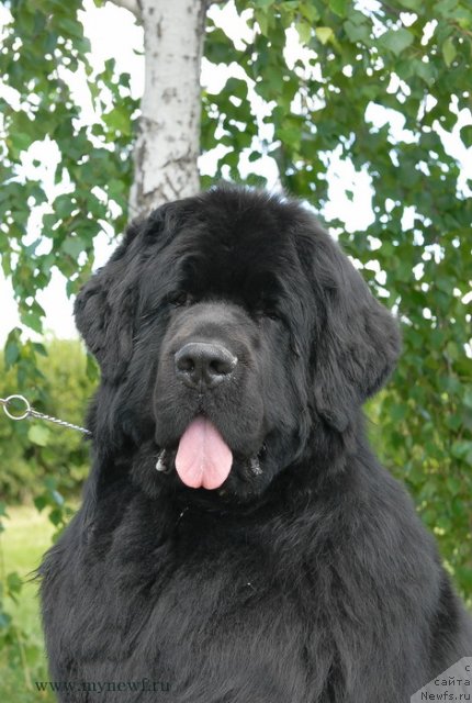 Фото: ньюфаундленд Сент Джонс Ричард Блек Голд (Sent Djons Richard Black Gold)