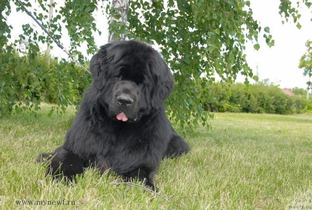 Фото: ньюфаундленд Сент Джонс Ричард Блек Голд (Sent Djons Richard Black Gold)