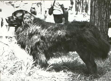 Фото: ньюфаундленд Топ Гери