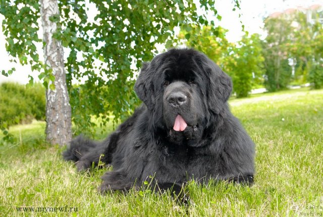 Фото: ньюфаундленд Сент Джонс Ричард Блек Голд (Sent Djons Richard Black Gold)