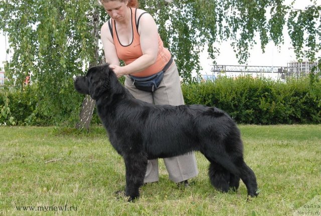 Фото: ньюфаундленд Сент Джонс Ю Май Лав