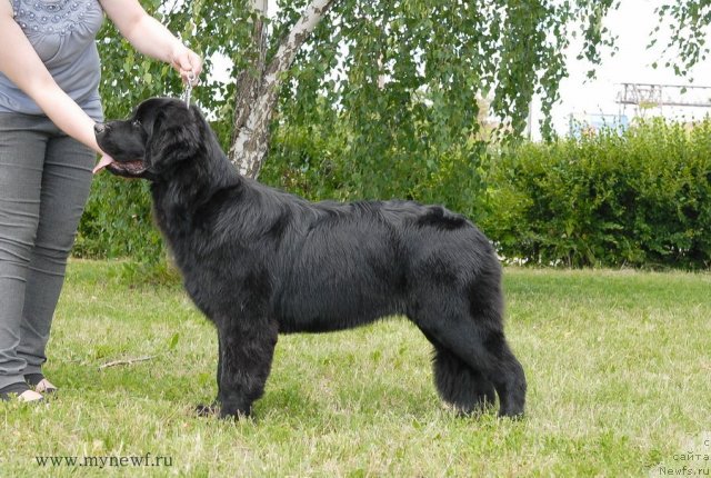 Фото: ньюфаундленд Сент Джонс Ю Май Лав