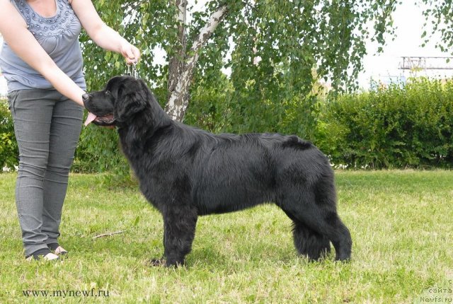 Фото: ньюфаундленд Сент Джонс Ю Май Лав