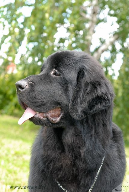 Фото: ньюфаундленд Сент Джонс Ю Май Лав