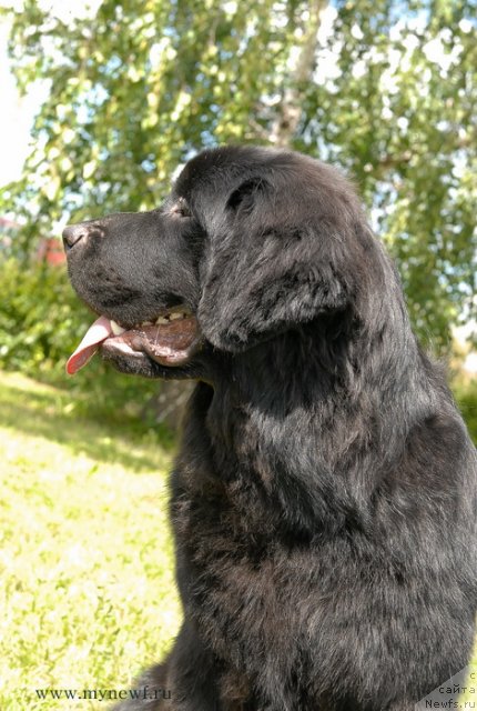 Фото: ньюфаундленд Сент Джонс Ю Май Лав