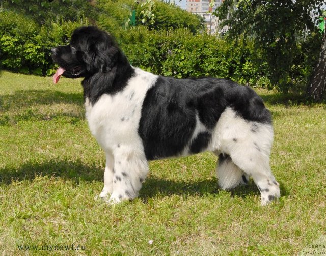 Фото: ньюфаундленд Threeponds Sunny Flower for Sent Djons