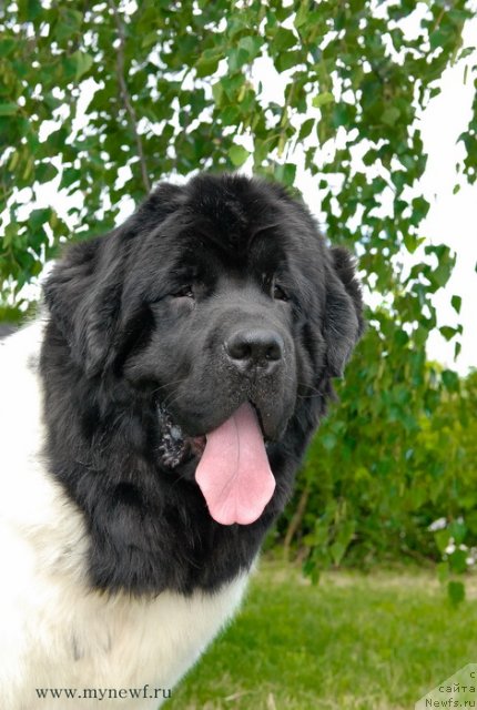 Фото: ньюфаундленд Threeponds Sunny Flower for Sent Djons