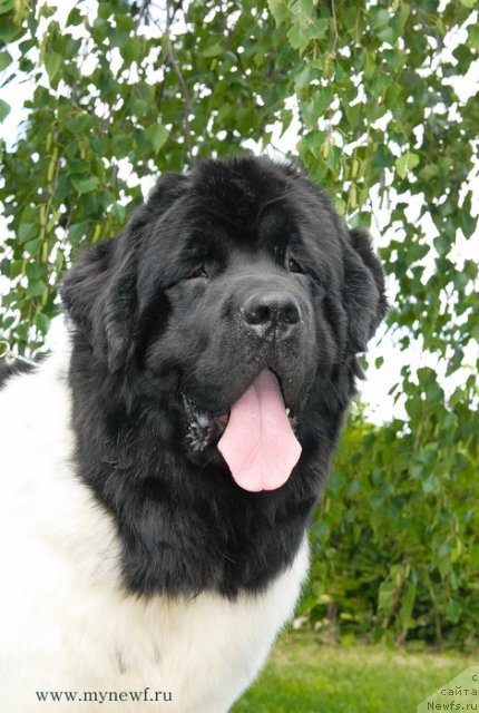 Фото: ньюфаундленд Threeponds Sunny Flower for Sent Djons