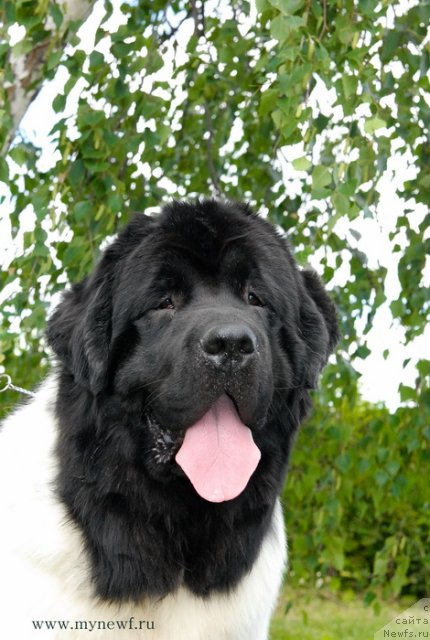 Фото: ньюфаундленд Threeponds Sunny Flower for Sent Djons