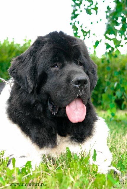 Фото: ньюфаундленд Threeponds Sunny Flower for Sent Djons