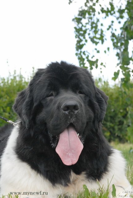 Фото: ньюфаундленд Threeponds Sunny Flower for Sent Djons