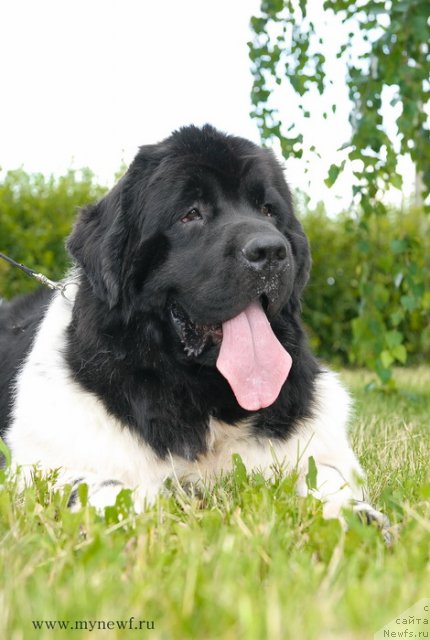 Фото: ньюфаундленд Threeponds Sunny Flower for Sent Djons