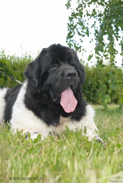 Фото: ньюфаундленд Threeponds Sunny Flower for Sent Djons