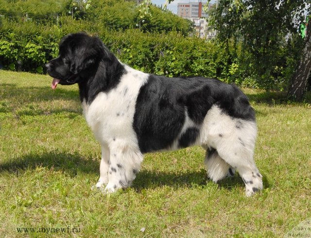 Фото: ньюфаундленд Threeponds Sunny Flower for Sent Djons