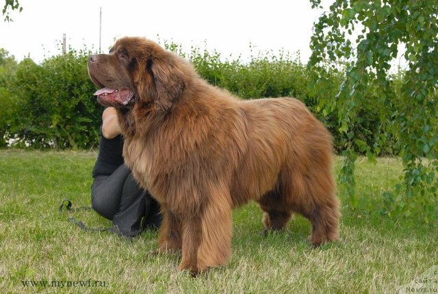 Фото: ньюфаундленд Анджело Орсо Вильгельм (Angelo Orso Vilgelm)