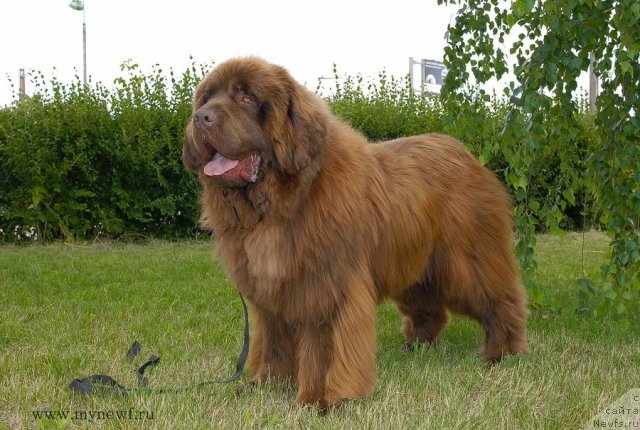 Фото: ньюфаундленд Анджело Орсо Вильгельм (Angelo Orso Vilgelm)