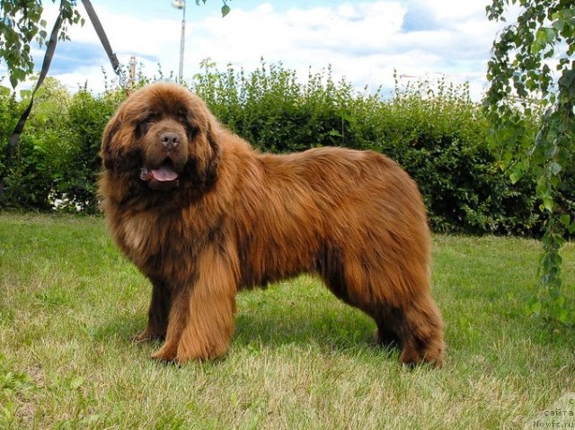 Фото: ньюфаундленд Анджело Орсо Вильгельм (Angelo Orso Vilgelm)