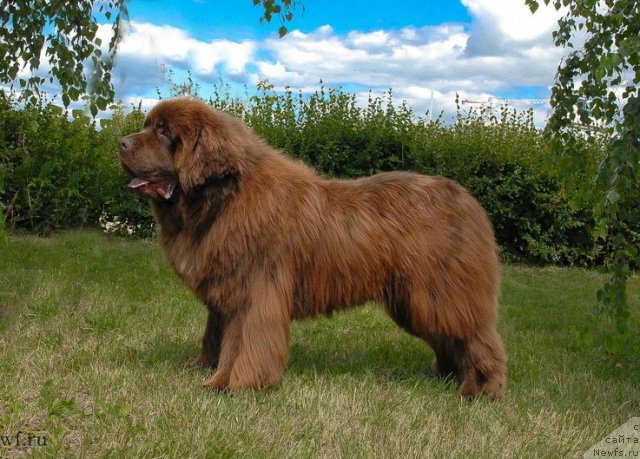 Фото: ньюфаундленд Анджело Орсо Вильгельм (Angelo Orso Vilgelm)